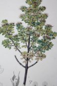 画像2: フランス製　アンティーク　樹木画　WEINMANNIA　手彩色仕上げ（Finished）枯れた台紙に浮かぶ美しい手書き色の樹木 49.5×34.2ｃｍ (2)