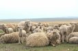 画像7: モンゴルと北欧ノルウェーのコラボ 羊毛100％ ルームシューズ クラウドファンディング ご支援ありがとうございました。