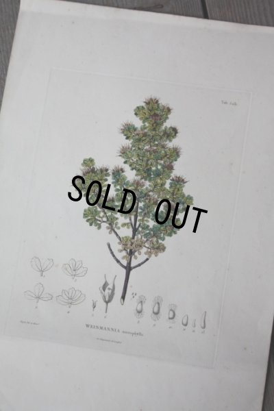 画像1: フランス製　アンティーク　樹木画　WEINMANNIA　手彩色仕上げ（Finished）枯れた台紙に浮かぶ美しい手書き色の樹木 49.5×34.2ｃｍ