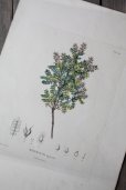 画像1: フランス製　アンティーク　樹木画　WEINMANNIA　手彩色仕上げ（Finished）枯れた台紙に浮かぶ美しい手書き色の樹木 49.5×34.2ｃｍ (1)